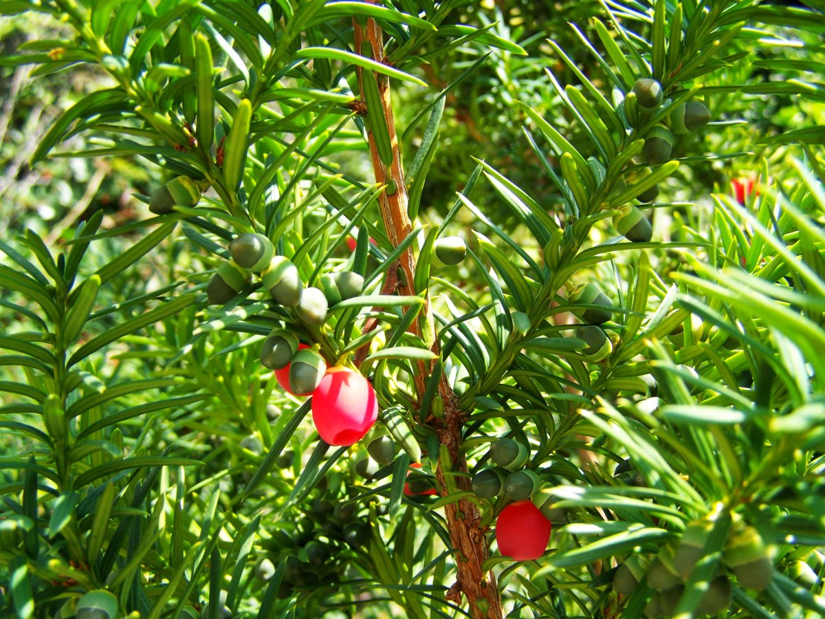 Тис ягодный Taxus baccata