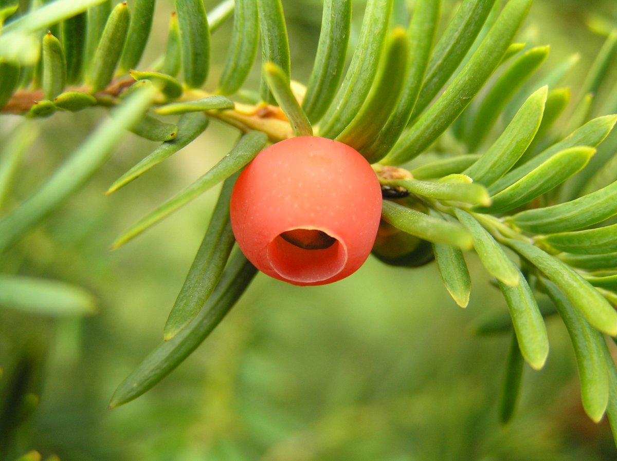 Тисс ягодный (Taxus baccata