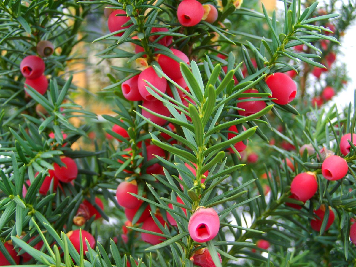 Тис ягодный (Taxus baccata David p9)