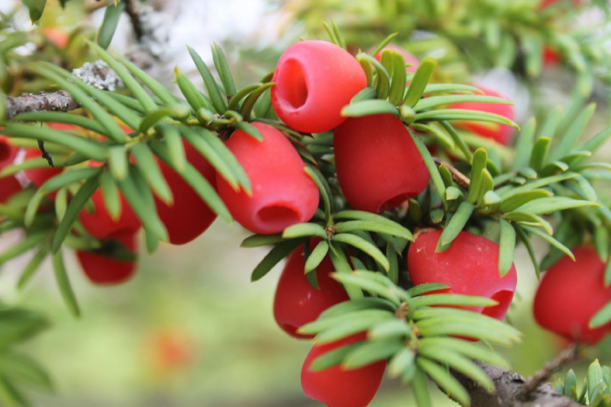 Тис ягодный Taxus baccata