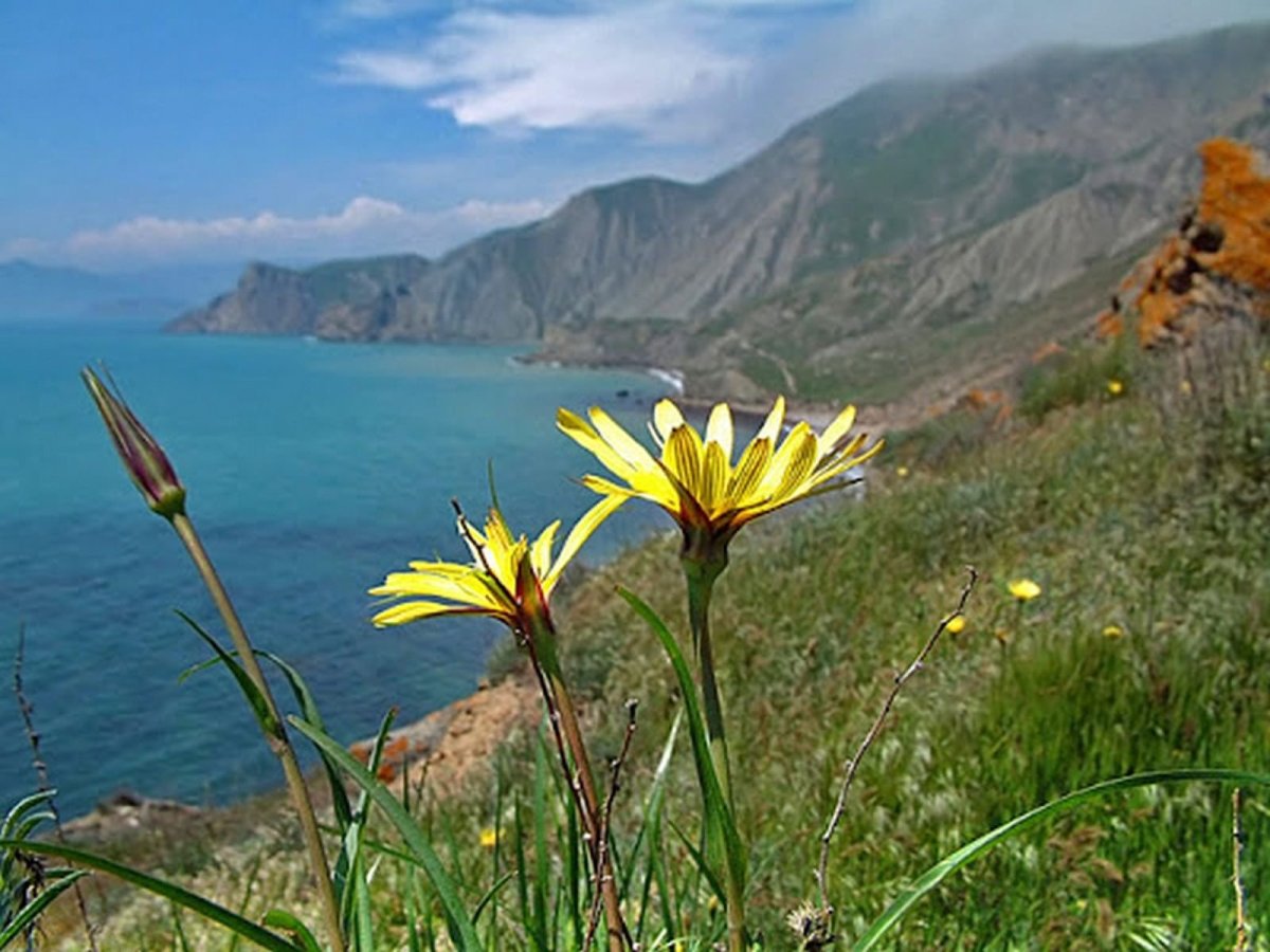 Растительный мир горного Крыма Крыма