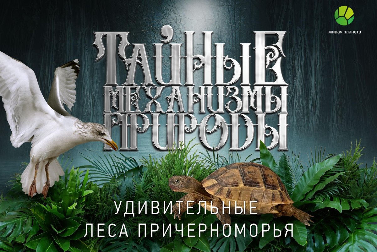Тайные механизмы природы Живая Планета