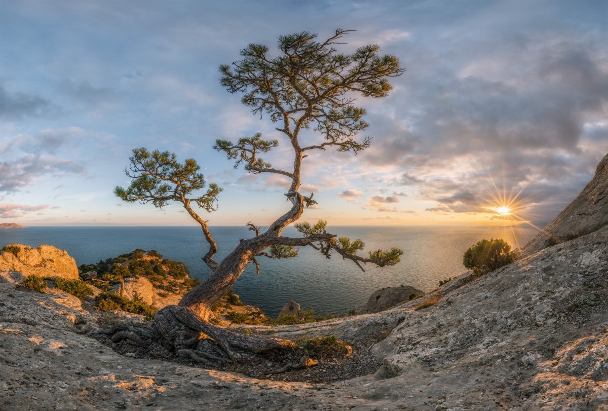 Природа Крыма сосны