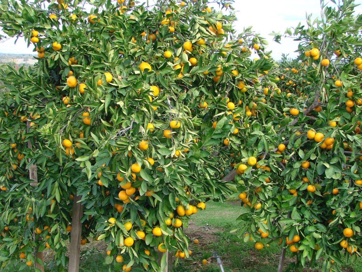 Плантация кумквата