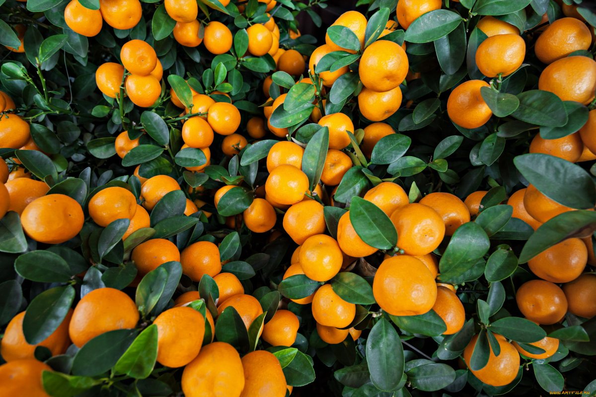 Мандариновое дерево Citrus reticulata Sochi