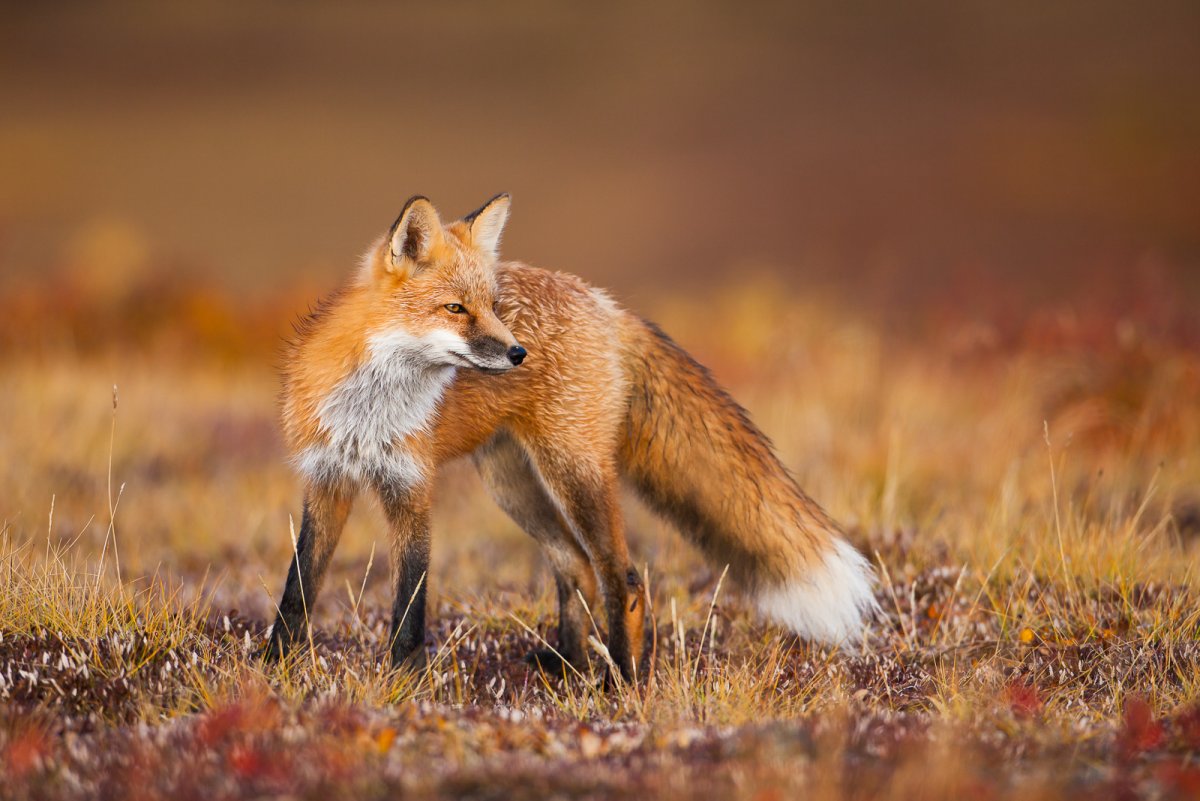 Red Fox Tundra