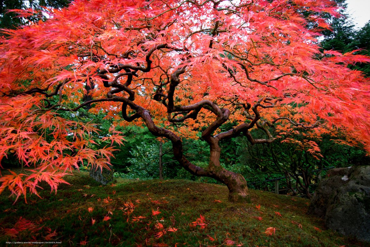 Клен японский Acer japonicum
