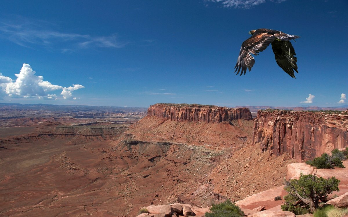 Гранд каньон fauna в США