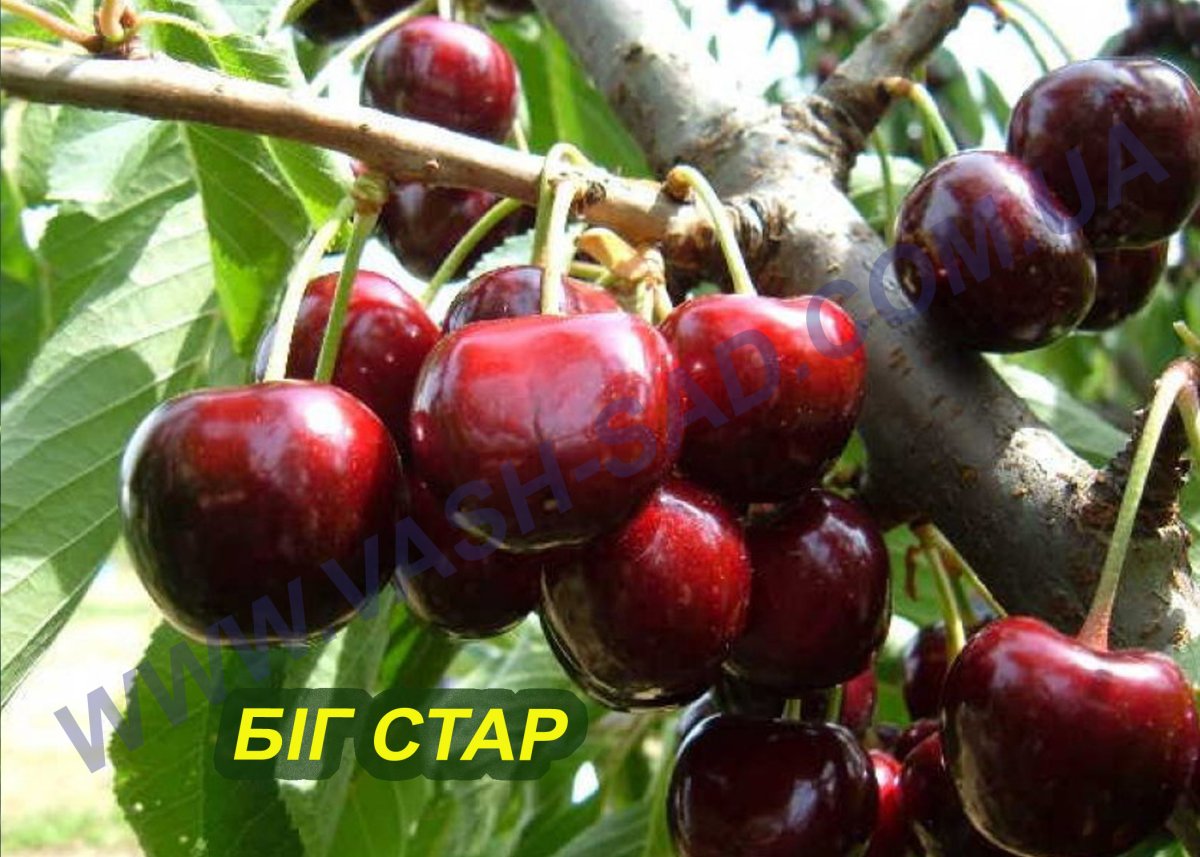 Черешня Бигарро сорта