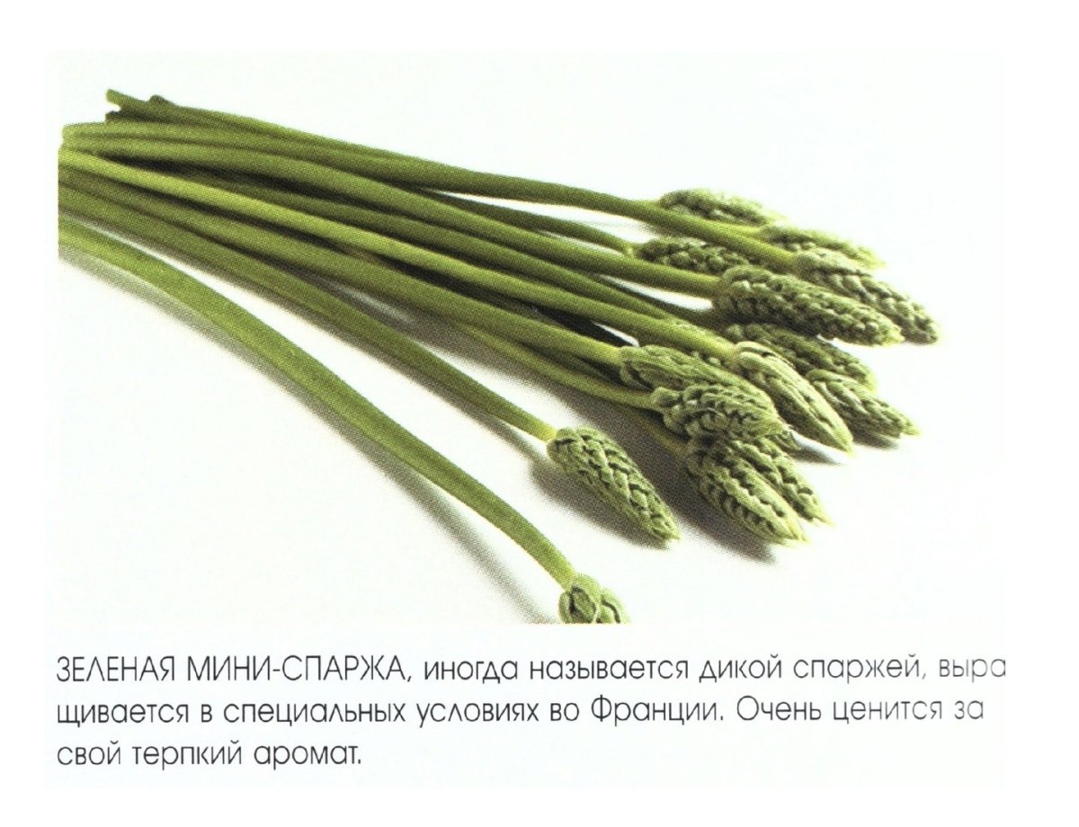 Колючки листового происхождения спаржа спаржевидная