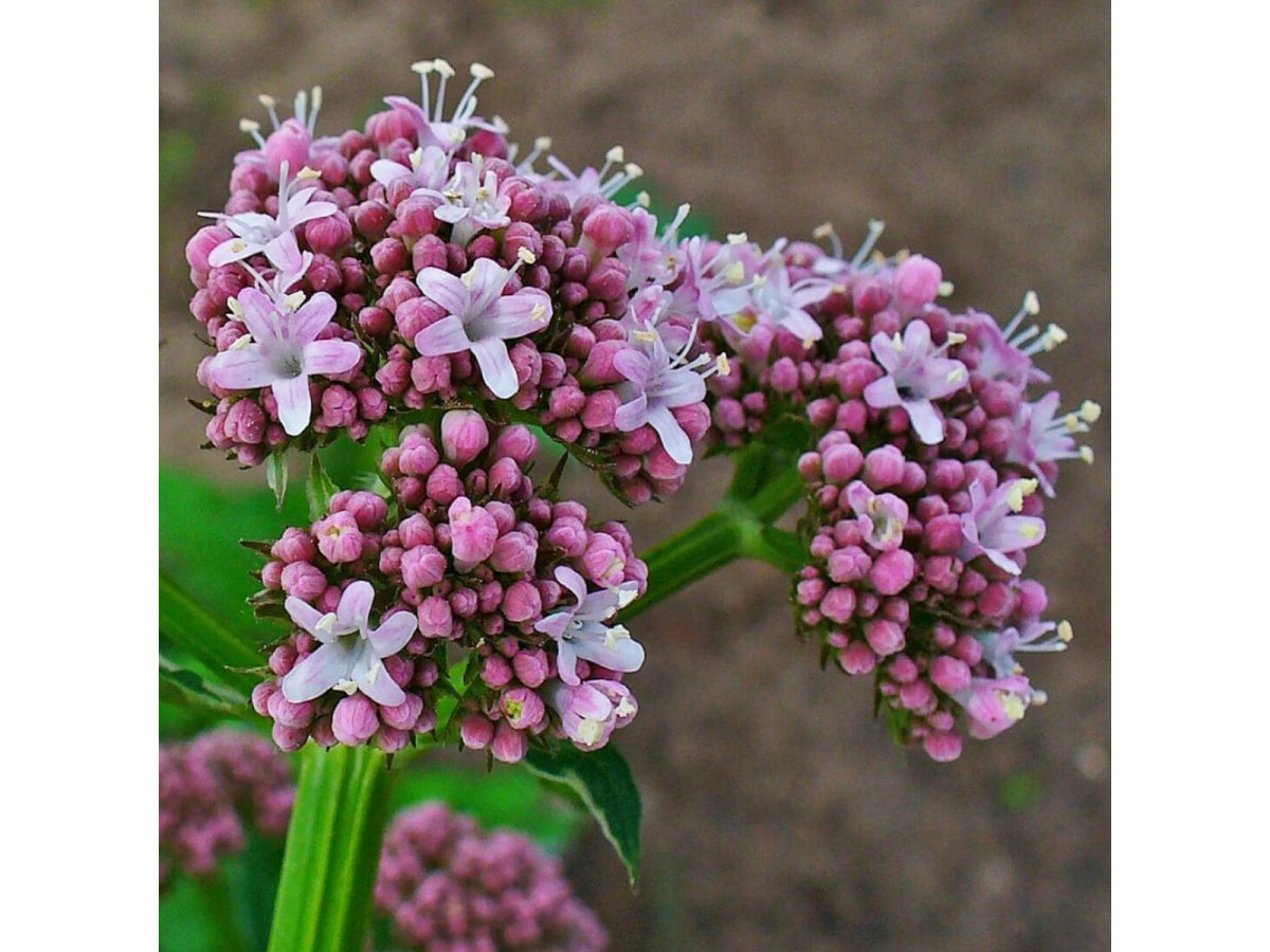 Валериана (Valeriána officinális)