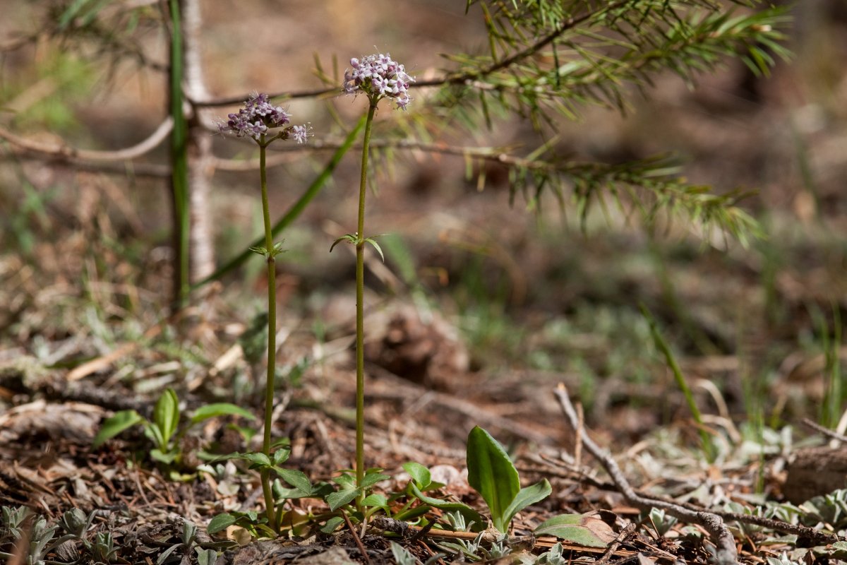 Valeriana turkestanica Sumn.