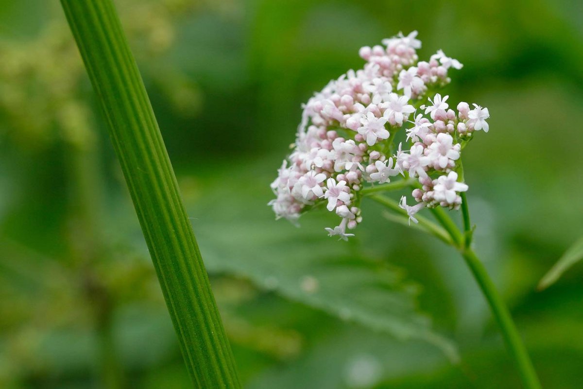Валериана лекарственная (Valeriana officinalis)