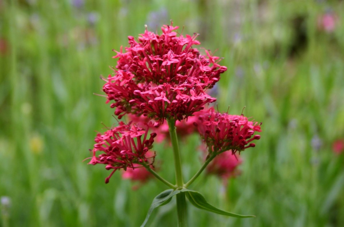 Valeriana officinalis семейство