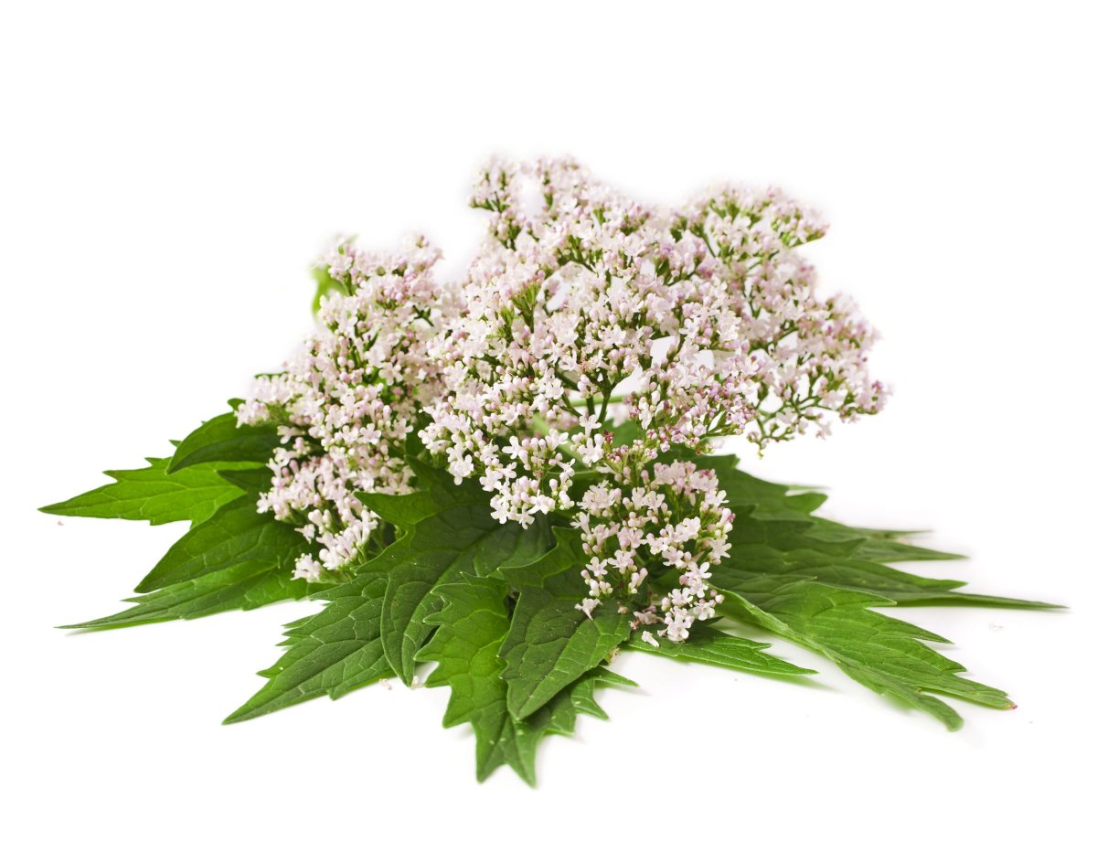 Valeriana officinalis на белом фоне