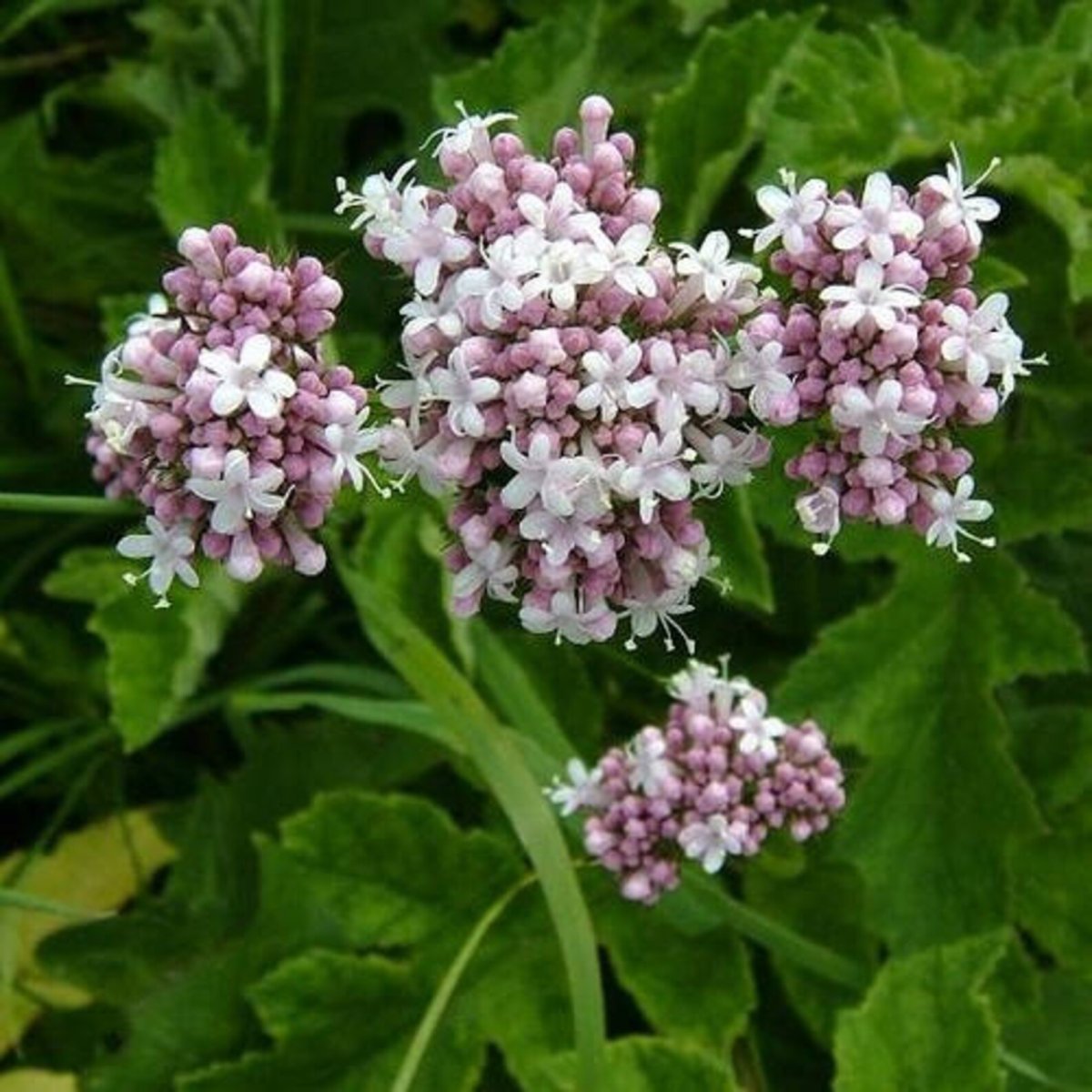 2. Валериана лекарственная (Valeriana officinalis)