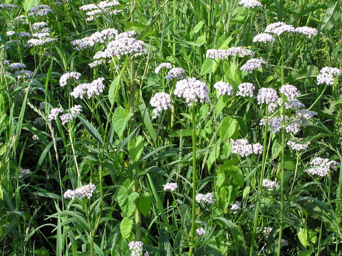 Валериана лекарственная (Valeriana officinalis l. s. l.)