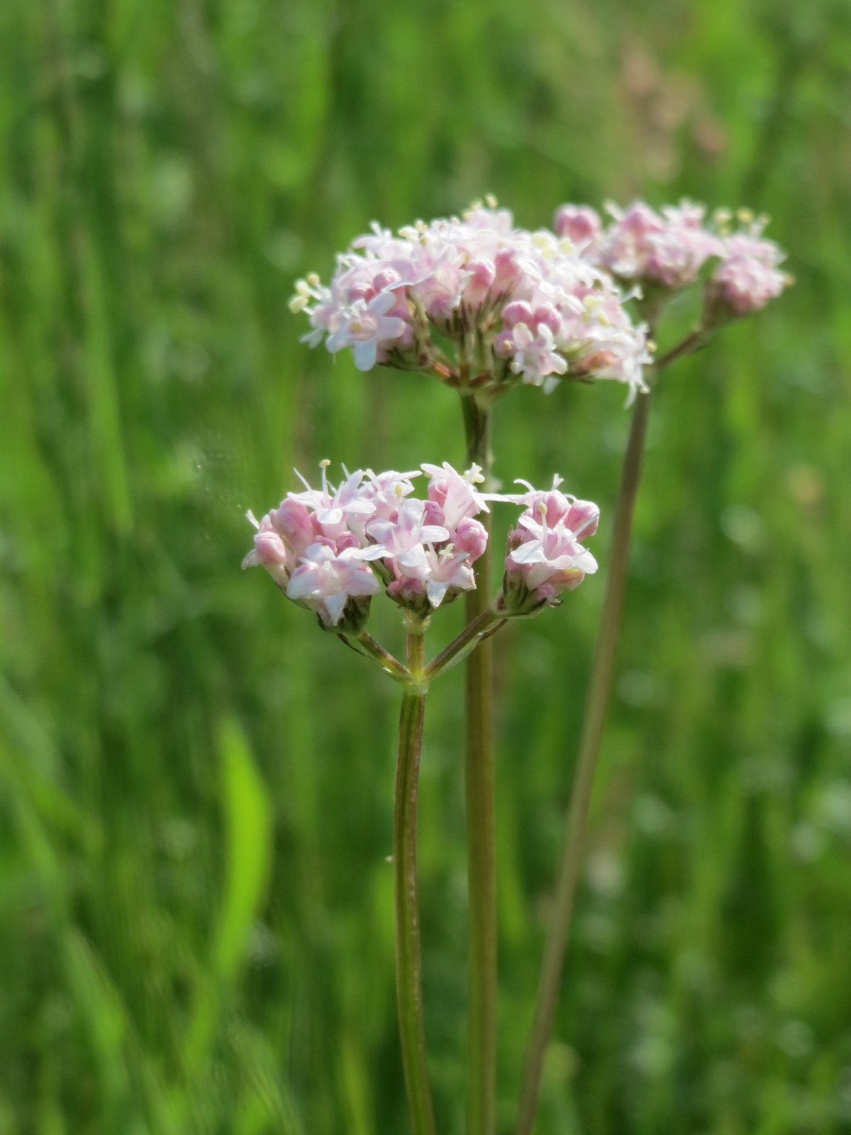 99. Валериана лекарственная - Valeriana officinalis.