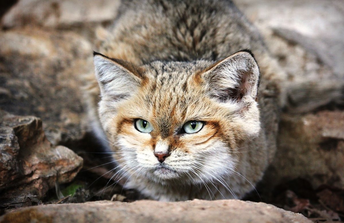 Дикая барханная кошка