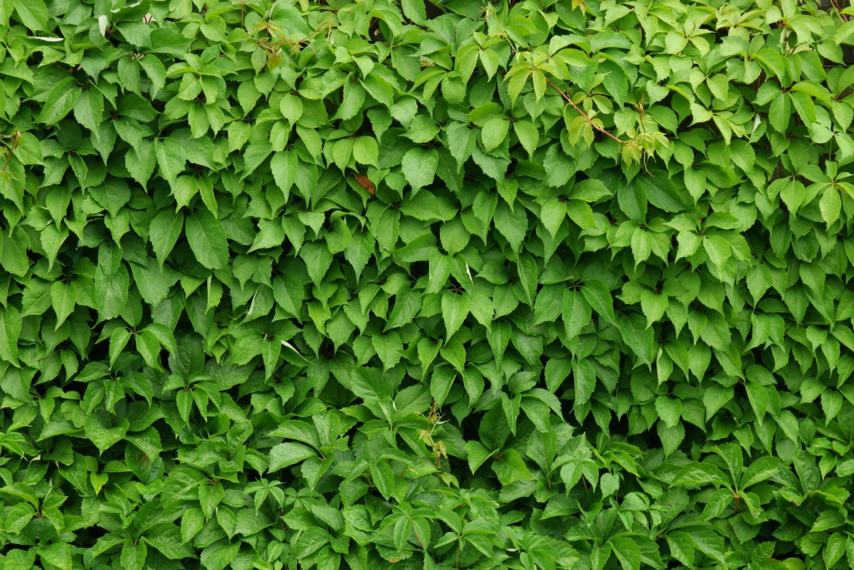 Виноград девичий пятилисточковый Parthenocissus quinquefolia