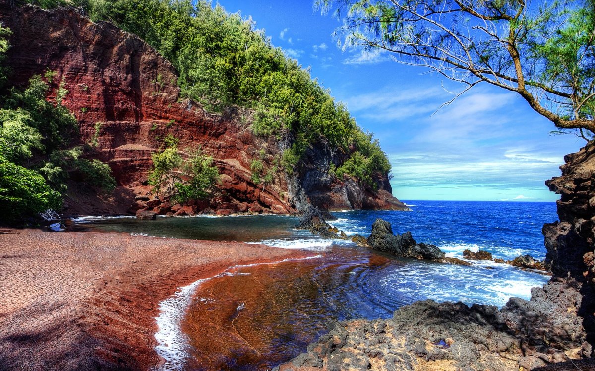 Лес возле моря