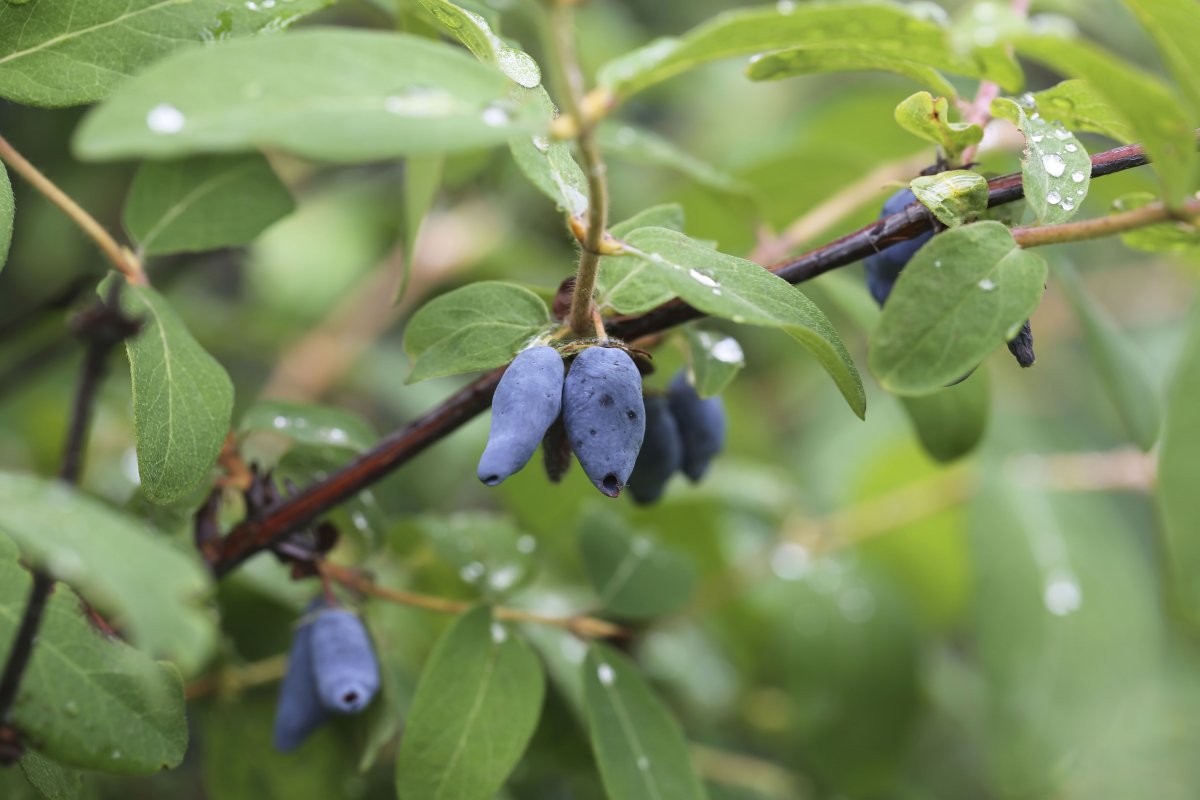 Lonicera kamtschatica morena