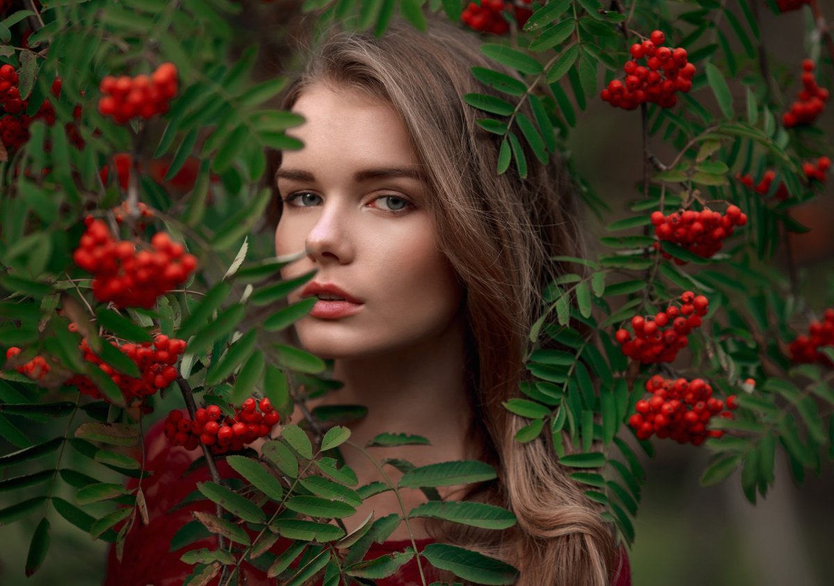 Ион Суручану куст рябины