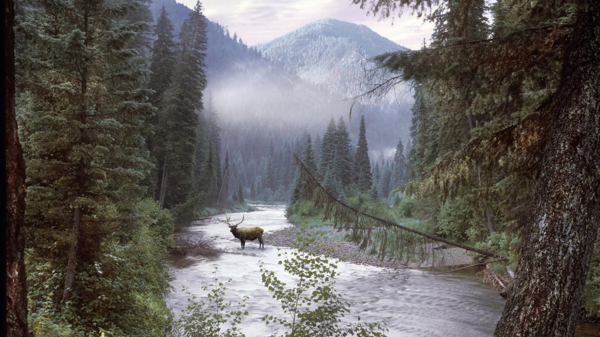 Сибирь Дикая природа