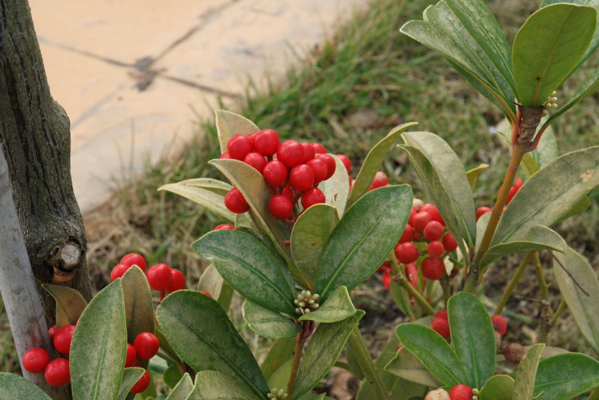 Japanese Skimmia