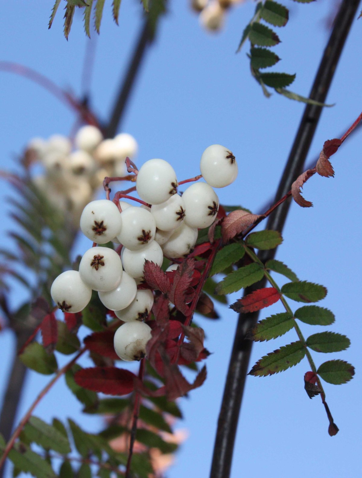 Рябина Кёне Sorbus koehneana
