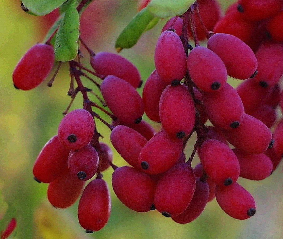 Барбарис обыкновенный Berberis vulgaris