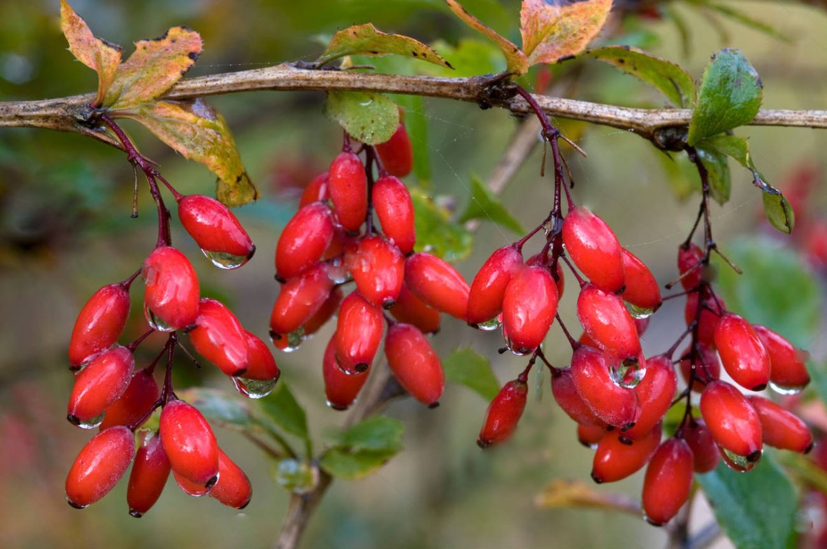 Барбарис продолговатый Berberis oblonga