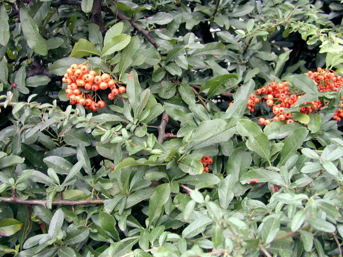 Куст оранж Берри