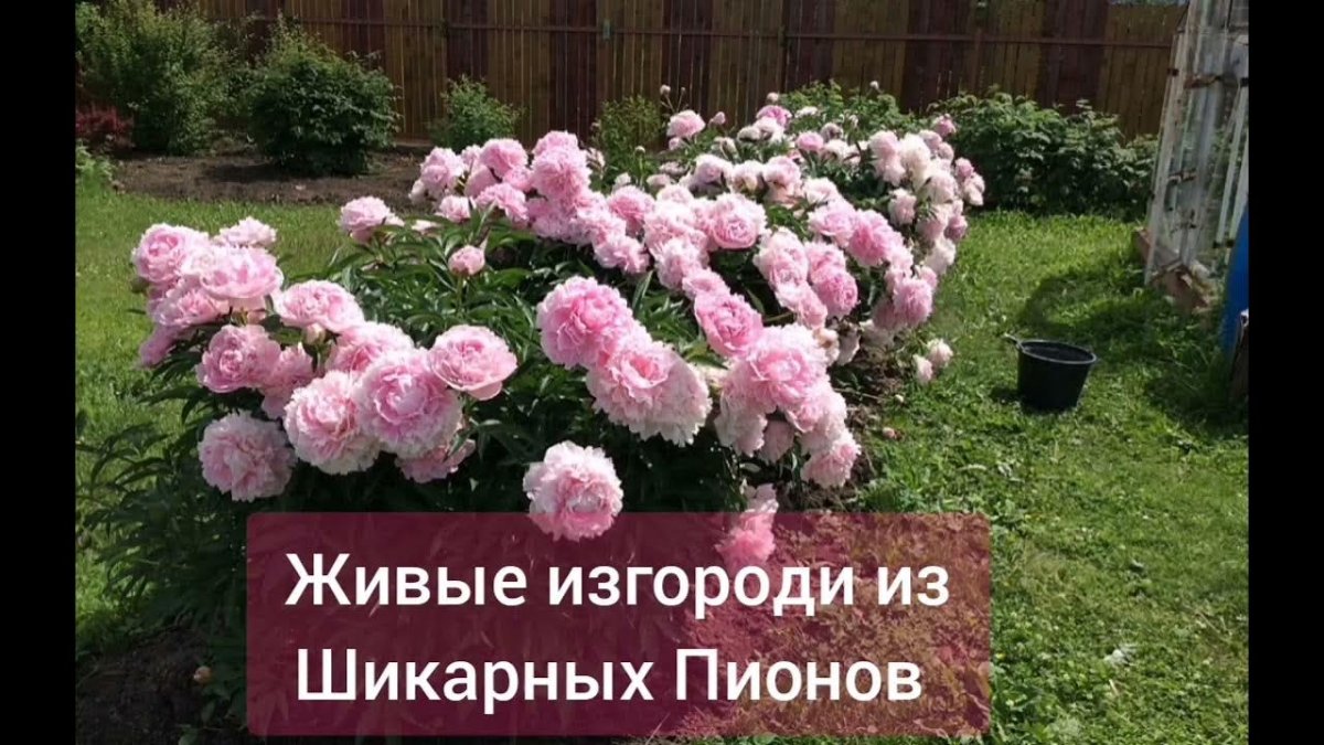 Пион Сара Бернар