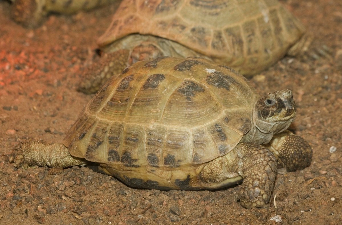 Testudo horsfieldii