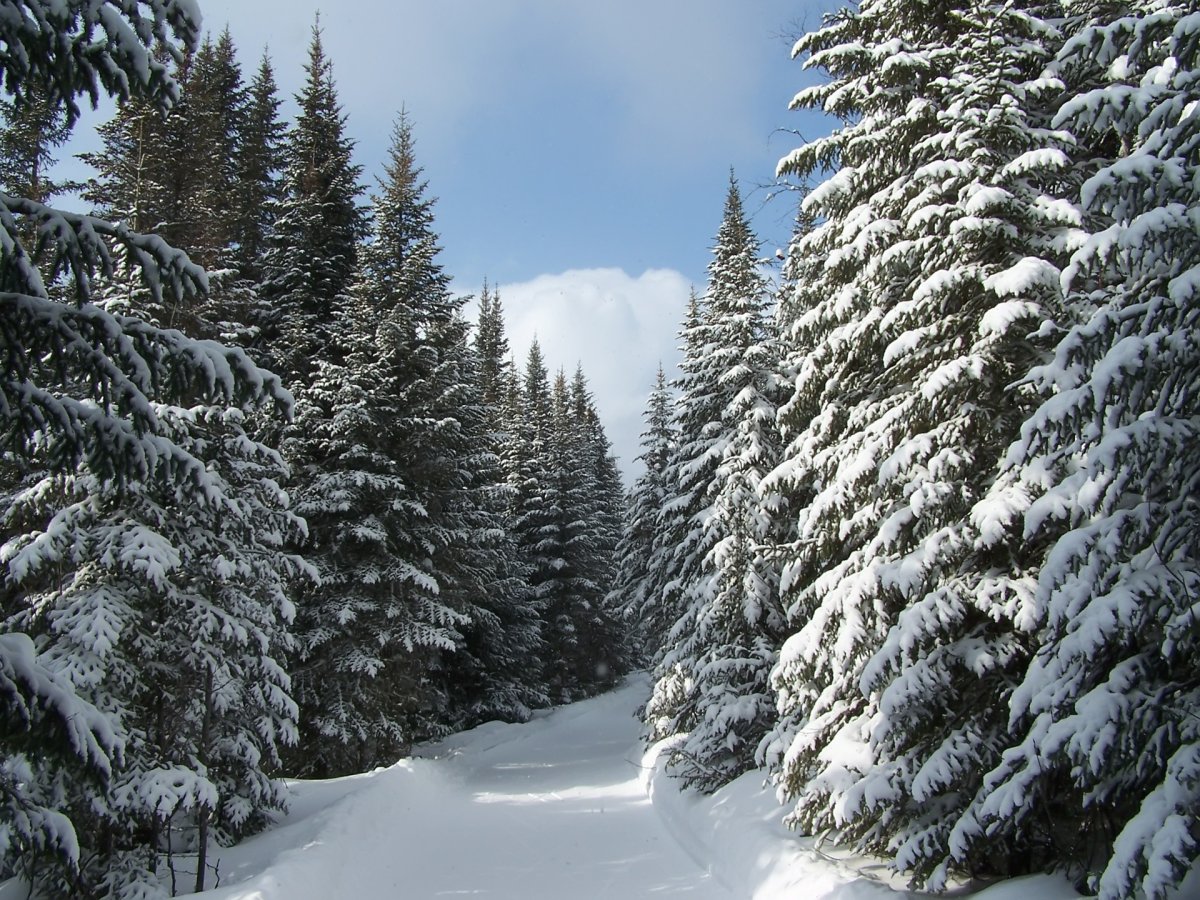 Зимний лес