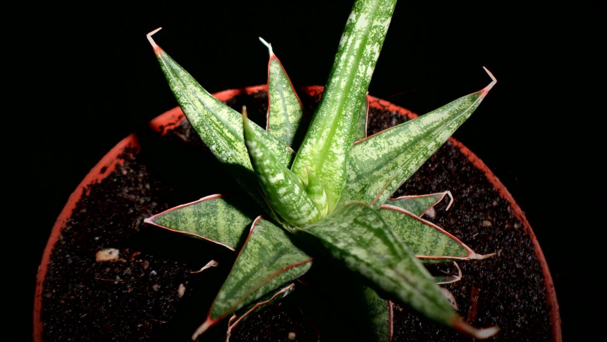 Sansevieria francisii