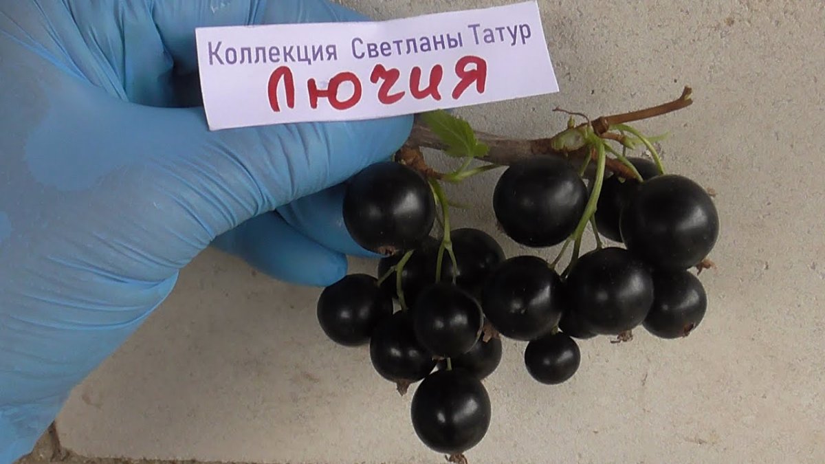 Смородина Лючия