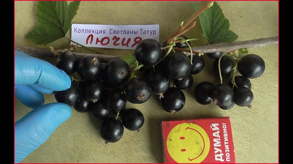 С днем смородинки