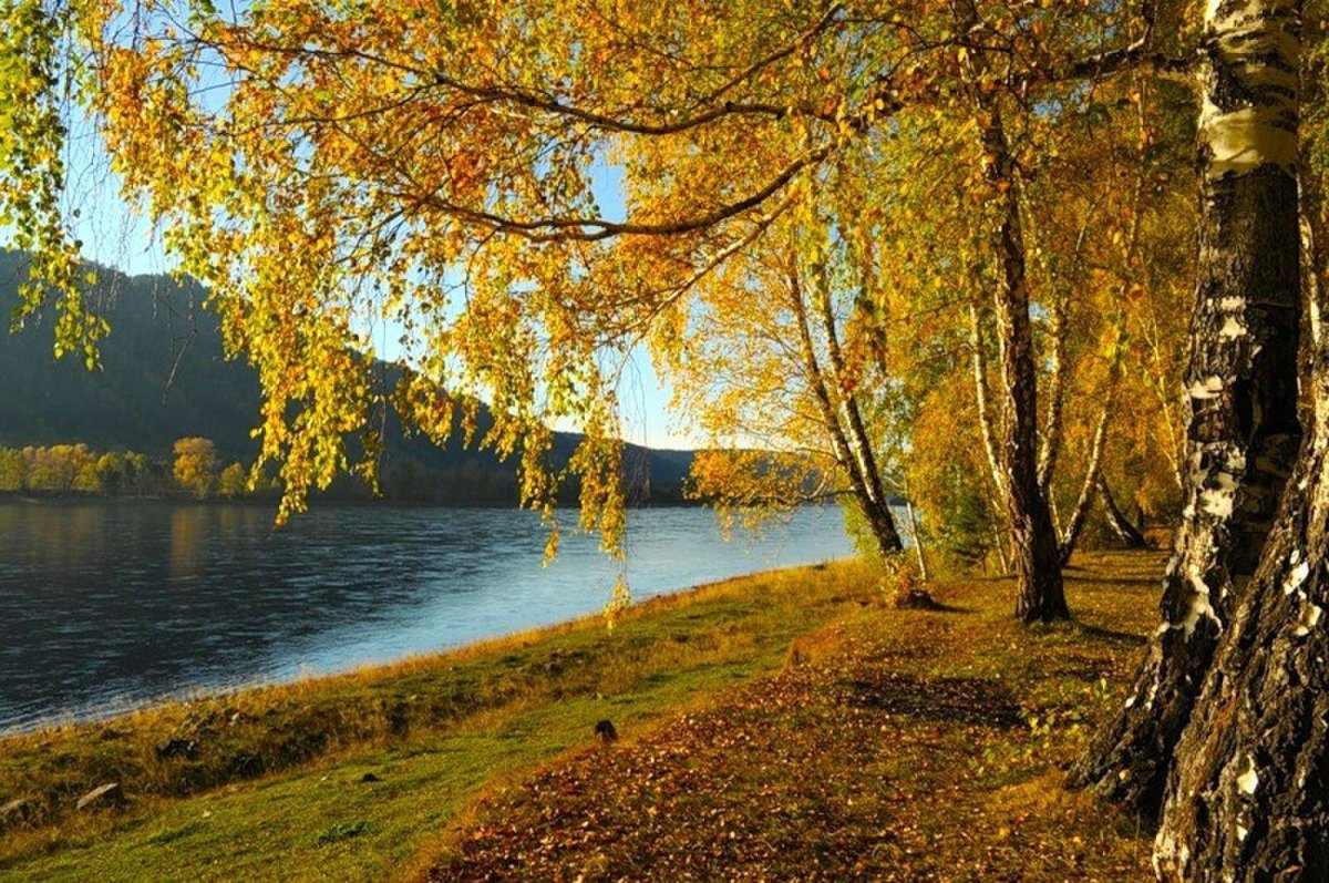 Сентябрь река береза солнце