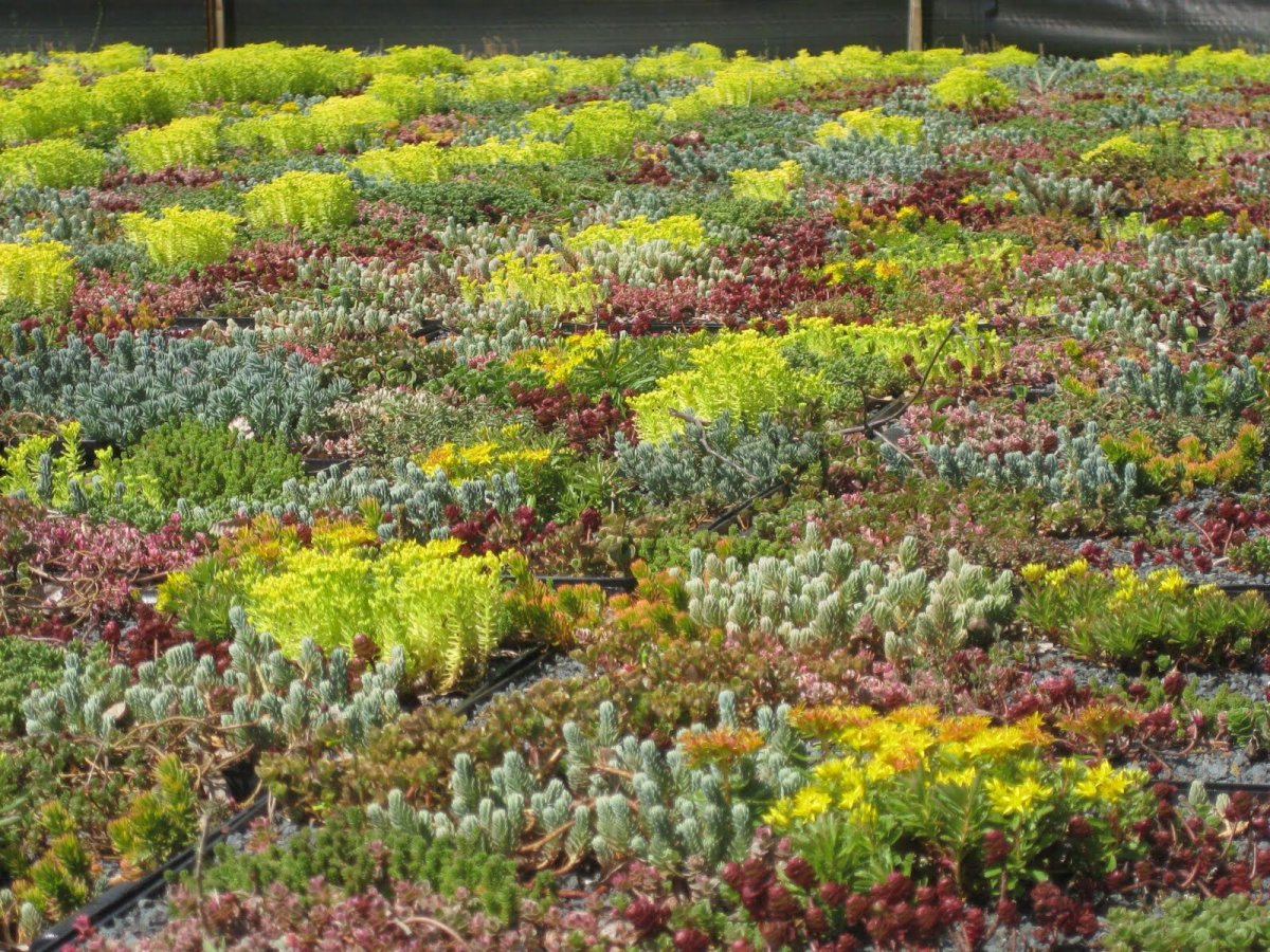 Sedum Mix седум микс, Очиток микс