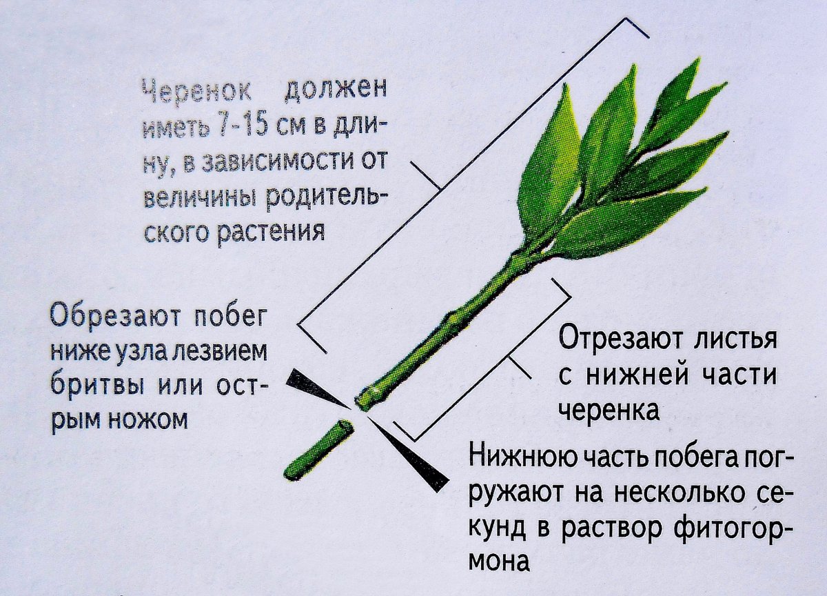 Размножение березы черенками