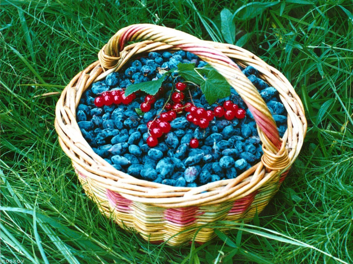 Ягоды в лукошке