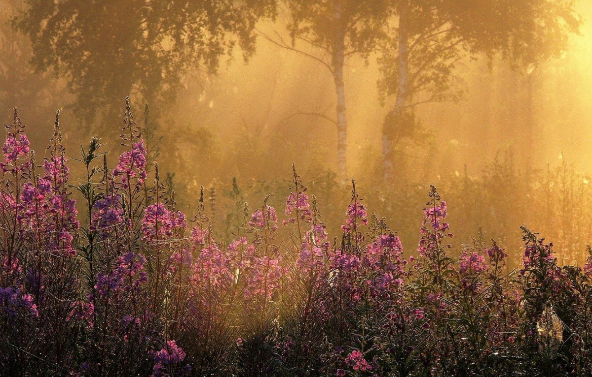 Летнее утро в лесу