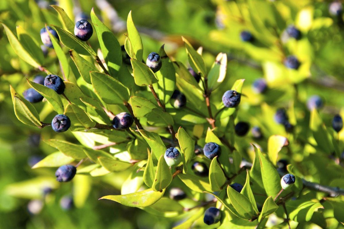 Myrtus communis плоды