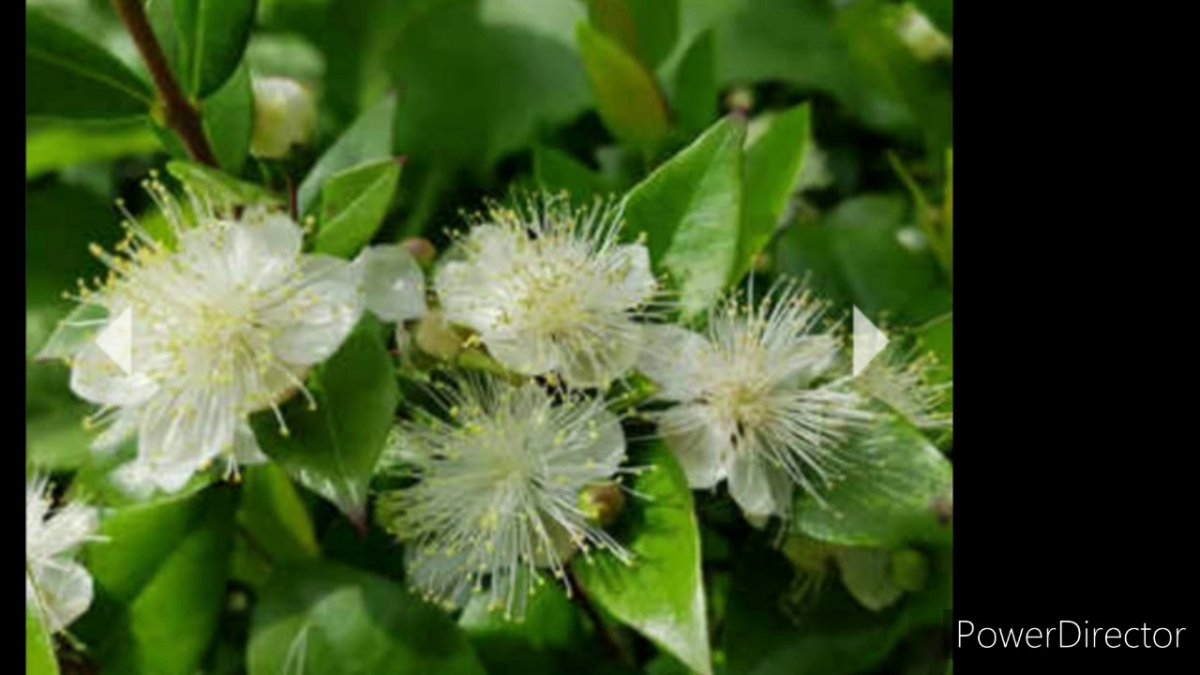 Myrtus communis