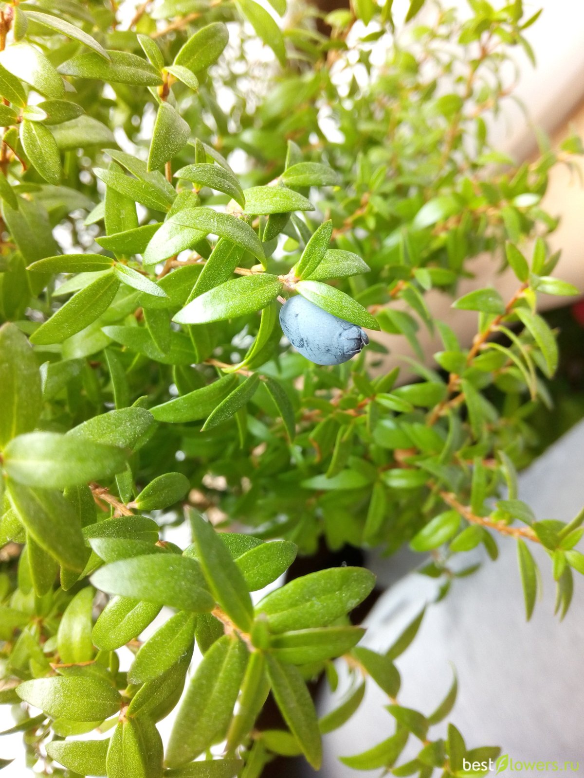 Myrtus communis ягоды