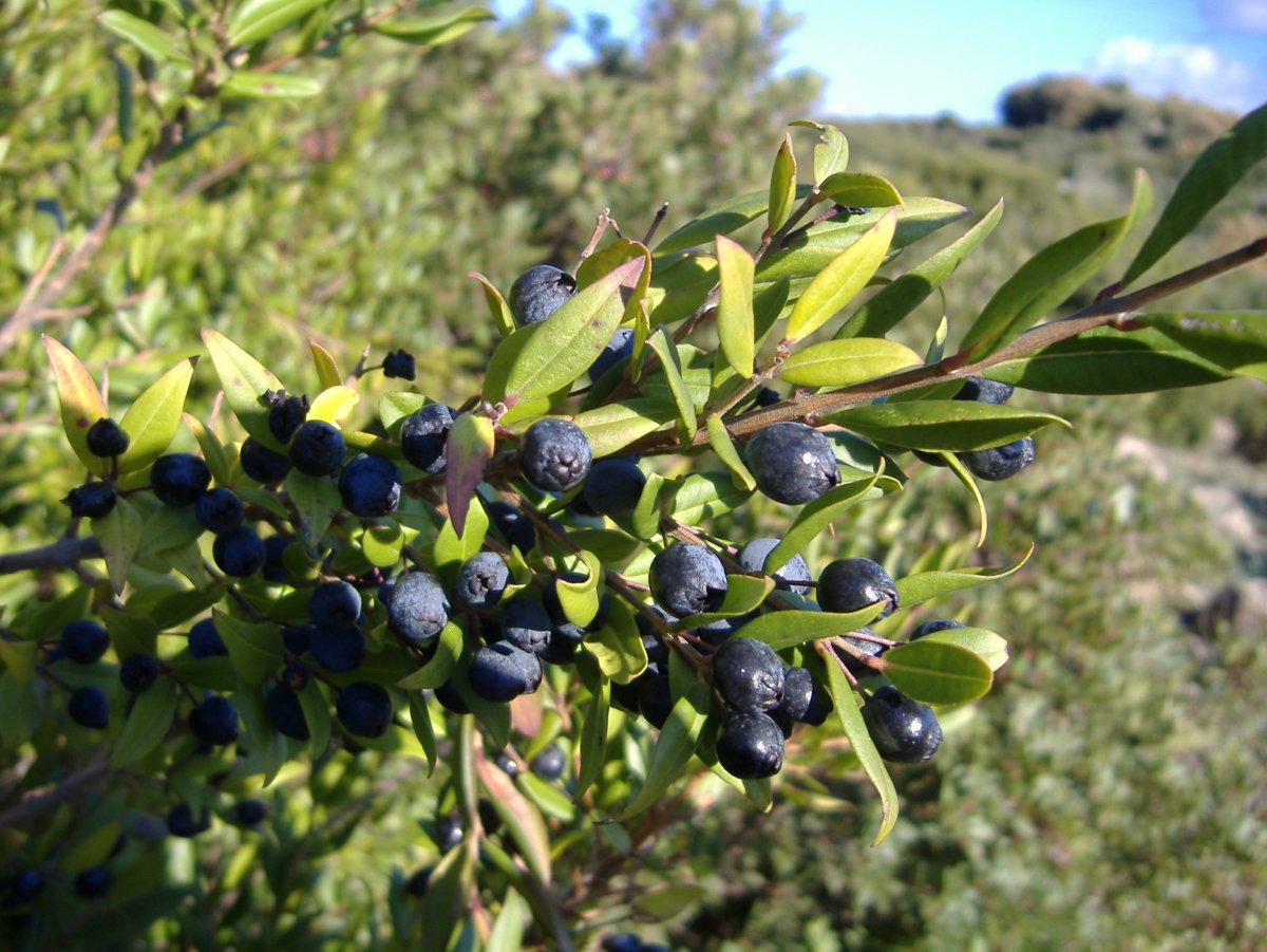 Myrtus communis ягоды