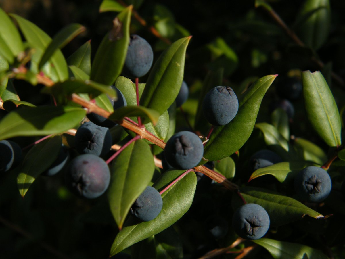 Myrtus communis ягоды