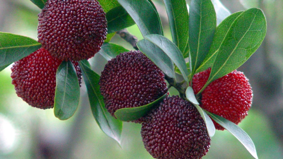 Восковница Myrica rubra